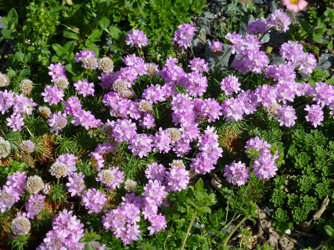Armeria juniperifolia